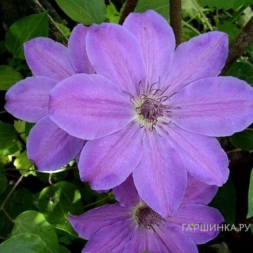 Клематис Балтык крупноцветковый (2)